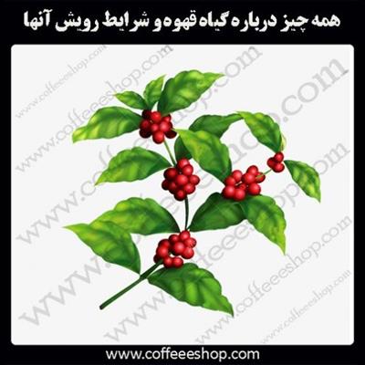 همه چیز درباره گیاه قهوه و شرایط رویش آنها: