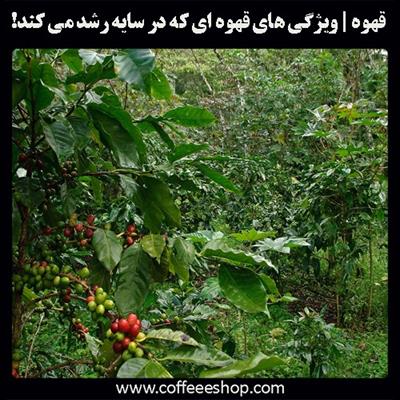 قهوه | ویژگی های قهوه ای که در سایه رشد می کند!