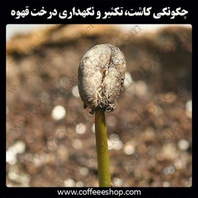 چگونگی کاشت، تکثیر و نگهداری درخت قهوه